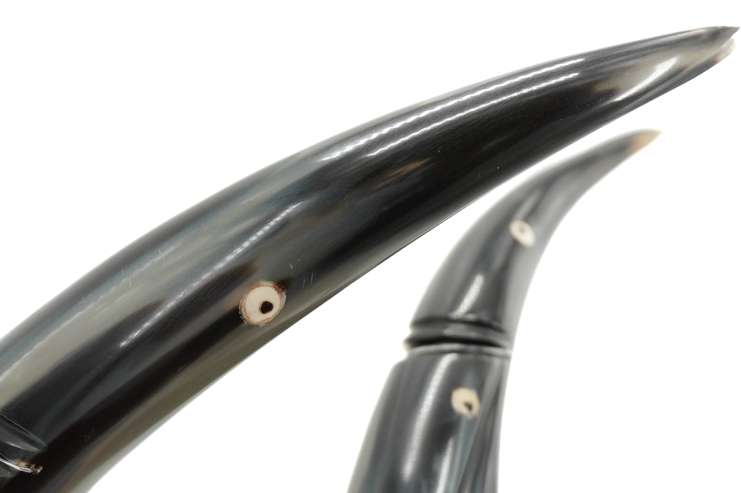 Pair of carved buffalo horns