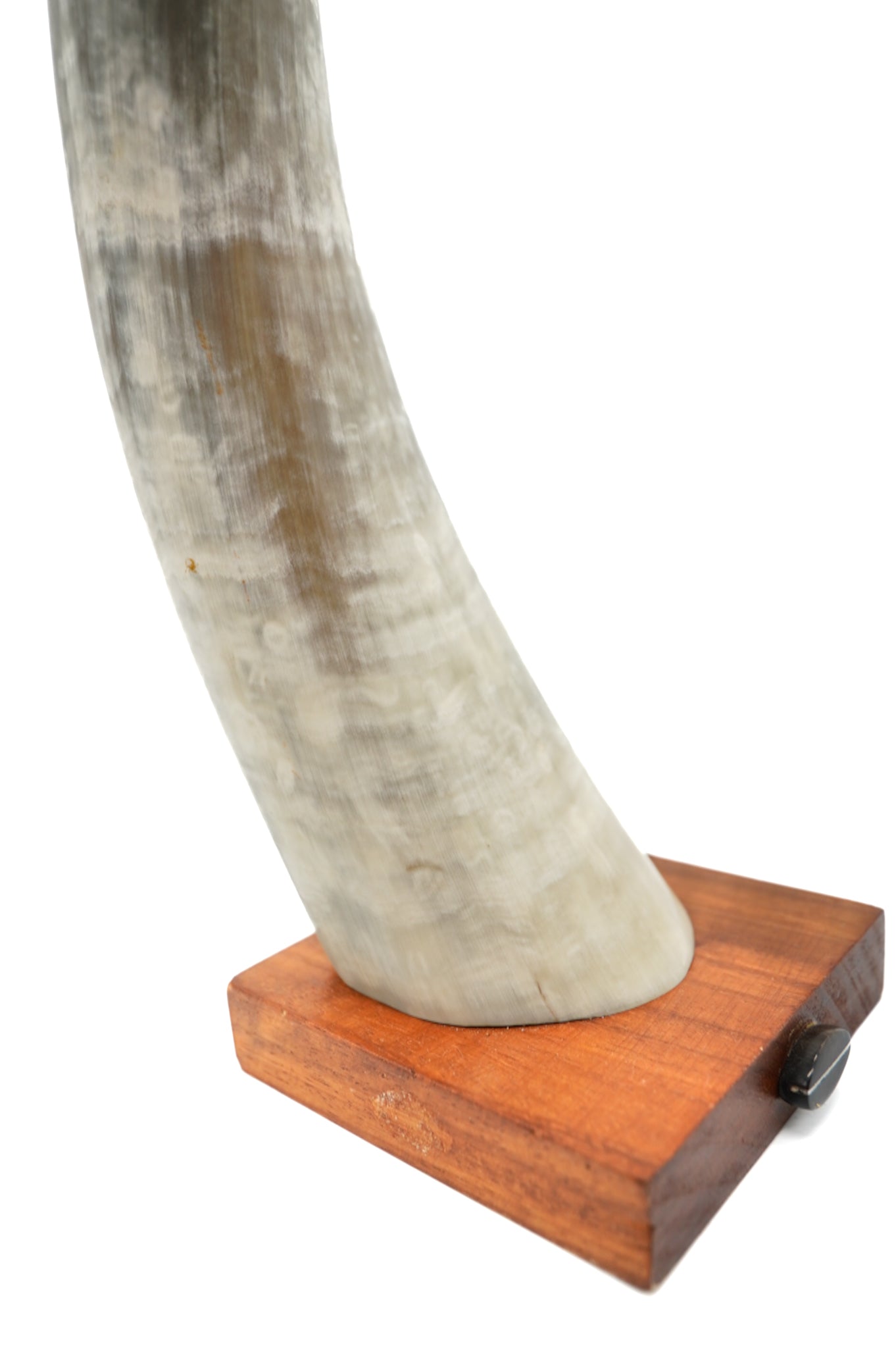 Pair of carved buffalo horns